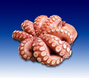 Pulpo/Oktopus Blume, ca. 2-3kg -TK-